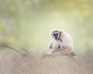 White-handed gibbon