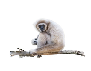  White-handed gibbon isolated in white