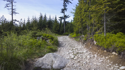 Obraz premium Las / Widok na drogę leśną w Tarach.