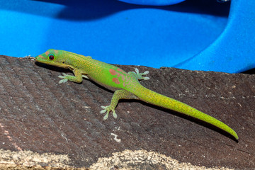 Gecko
Gecko à l'île de la Réunion