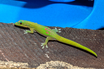 Gecko
Gecko à l'île de la Réunion