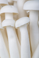 Close-up of fresh edible white Shimeji mushrooms on white background