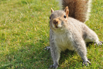 ケンジントンパークのリス