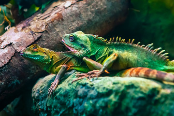 Colourful Asian water dragon (Physignathus cocincinus) - smok wodny