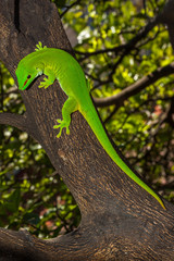 Naklejka premium Gecko Gecko à l'île de la Réunion