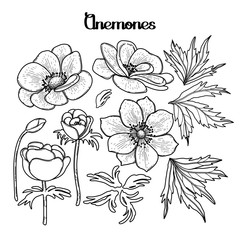 Collection of graphic anemones