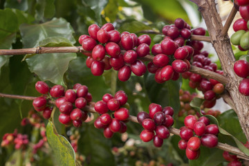 Coffee cherries