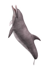 3D Rendering Dolphin on White