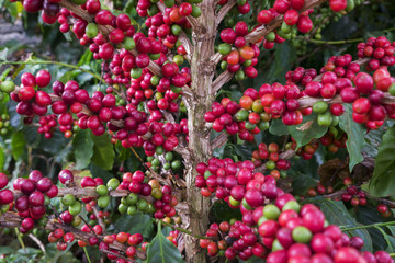 Coffee cherries