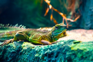 Colourful Asian water dragon (Physignathus cocincinus) - smok wodny © Marek AGInt