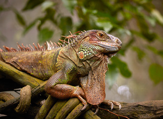 Green Iguana reptile