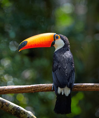 Toucan on the branch in tropical forest of Brazil
