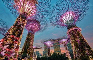 Supertrees bei Gardens by the Bay. Singapur