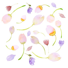 Abstract Watercolor Tulips and Crocus Flowers; hand drawn flowers

