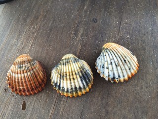 sea holidays in summer in the middle on the beach