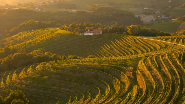 Total aerial view over grape landscape at sunset
