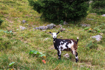 Goat in the mountains landscape. Summer day