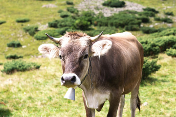 Fototapeta premium Cow in the mountains landscape. Summer day