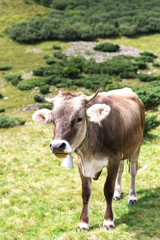 Fototapeta na wymiar Cow in the mountains landscape. Summer day