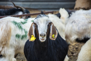 Fototapeta premium Goats and sheep at animal market in Turkey