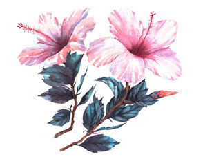 Hand-drawn watercolor floral illustration of the tender white with pink hibiscus flowers. Natural drawing isolated on the white background. Romantic tropical exotic blossom.