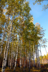 Fototapeta premium Golden autumn in Russian province