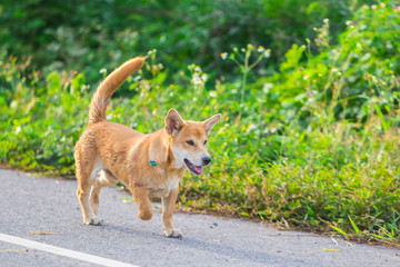 Wet Brown thai dog run on the street