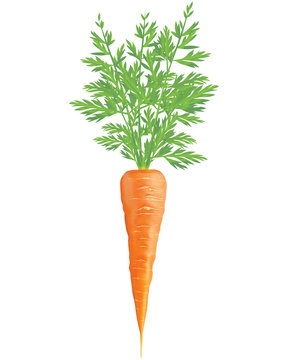 Carrot isolated on white. Realistic vector 3D illustration