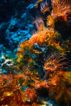 Naklejki Podwodny tropikalny świat w niezwykłych kolorach