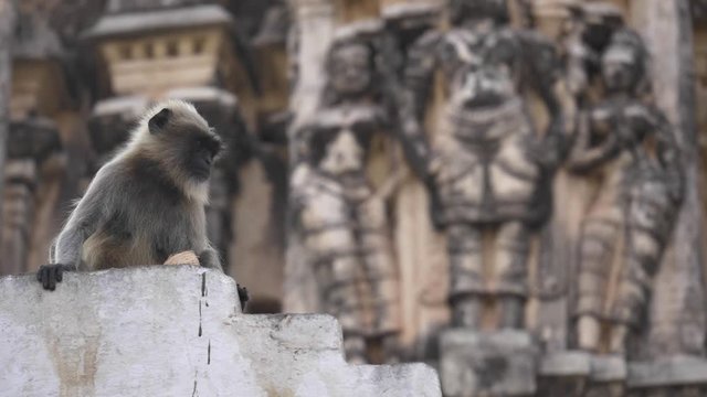 Tufted Gray Langur