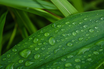 Dew on leaves