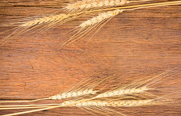 Barley grain on wooden table