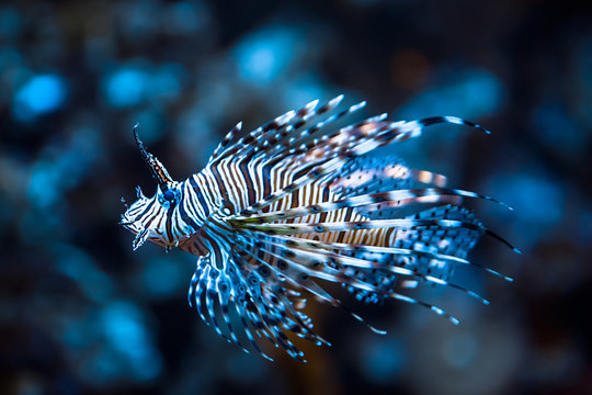 Red lionfish (Pterois Volitans) 