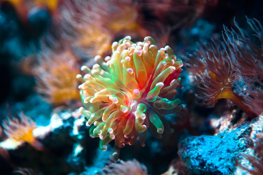 Fototapeta Podwodny tropikalny świat w niezwykłych kolorach