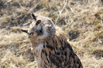 An eagle-owl
