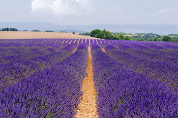 Naklejka na ściany i meble Lavender fields in provence