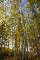 Fototapeta premium Golden autumn in Russian province