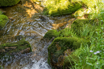 Kleiner wilder Bachlauf