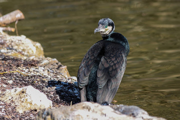 Kormoran - Phalacrocorax carbo