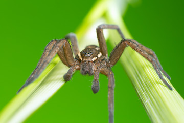 Raft spider, Dolomedes fimbriatus