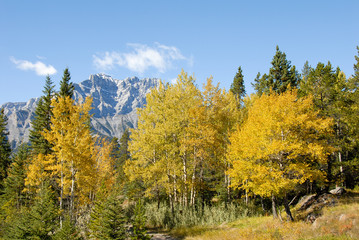 Fototapeta premium カナディアンロッキー 秋のバンフの黄葉