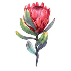 Hand-drawn watercolor illustration of red protea flower. Exotic tropical and colorful blossom of beautiful flower. Isolated on the white background - obrazy, fototapety, plakaty