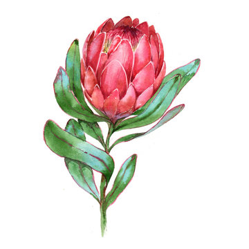 Coloured Protea – Paula Zetlein Art