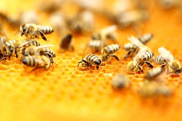Honeybees in honeycomb