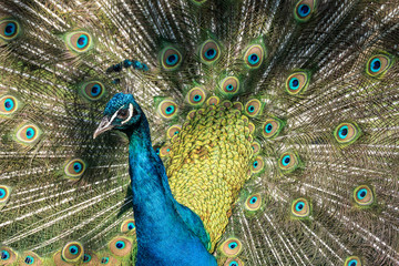 Pfau - Pavo cristatus