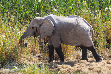 Naklejka na ściany i meble Namibia - Afrikanischer Elefant in Namutoni