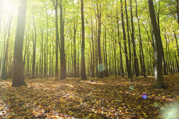 autumn forest trees.