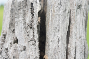 wood texture
