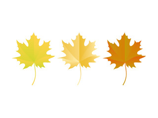 Autumn leaves on a white background. Three colored leaves. Autumn vector illustration