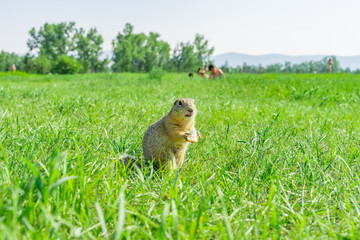 Gopher eating small piece of bread on meadow with some people on the background